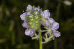 Prairie phacelia